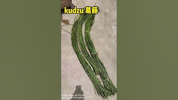 kudzu FIBER 葛藤纤维