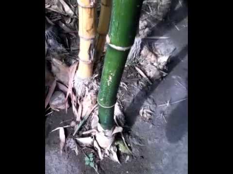 viral Pohon bambu kuning warna hijau YouTube