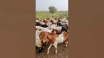 مجموعة من الماعز بطريقة جميلة Goats Animals 