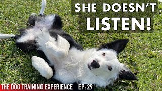 REAL TRAINING For Anyone With A Dog That Doesn’t Listen!