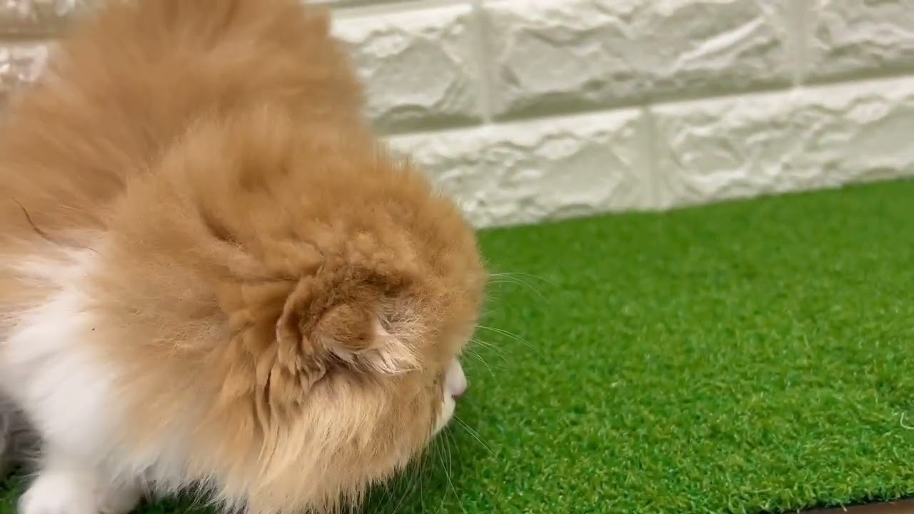 169079　スコティッシュフォールド　♀