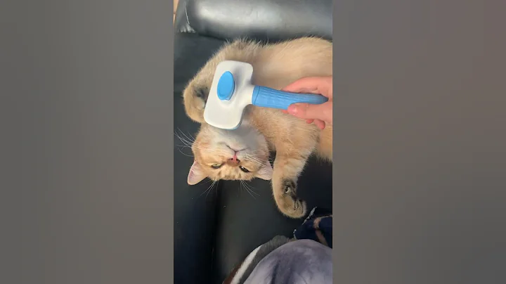 Watch the video about #love #video #shorts #britishshorthair #cat #brush #funny #soothing #2023 #fun #calm