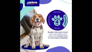 Marltons 4step grooming guide for Beagles and similar breeds.