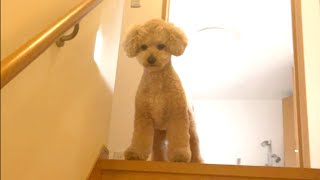 やってしまった...大きいトイプードル【デカプー】【トイプードルのロアくん】【toy poodle】 by トイプードルのロアくん 62,467 views 4 months ago 4 minutes, 25 seconds