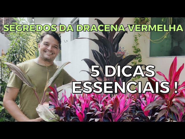 5 Dicas Essenciais para Cultivar a Dracena Vermelha em Casa