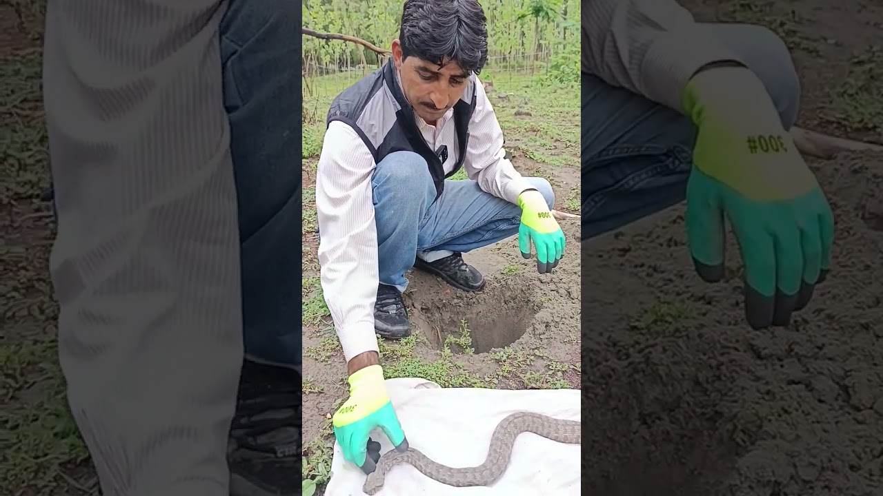 Вот что следует делать в таком случае || levantine viper de@d || 9541619331