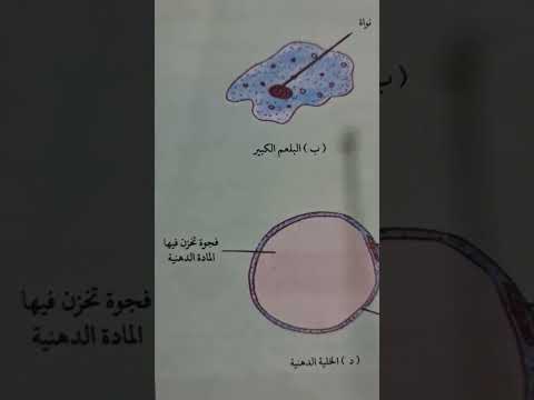 اشكال خلايا النسيج الضام للسادس العلمي