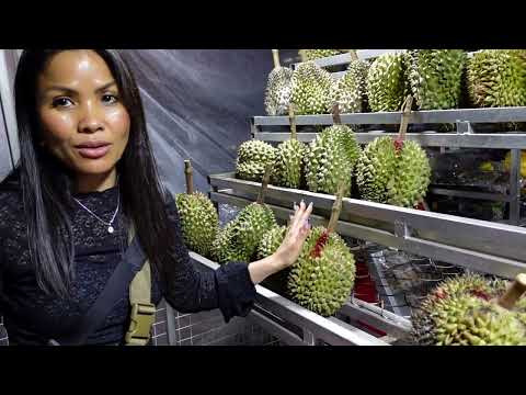 CAMBODIA TRIP 2024: Ep.15--Late Night Durian Fruit