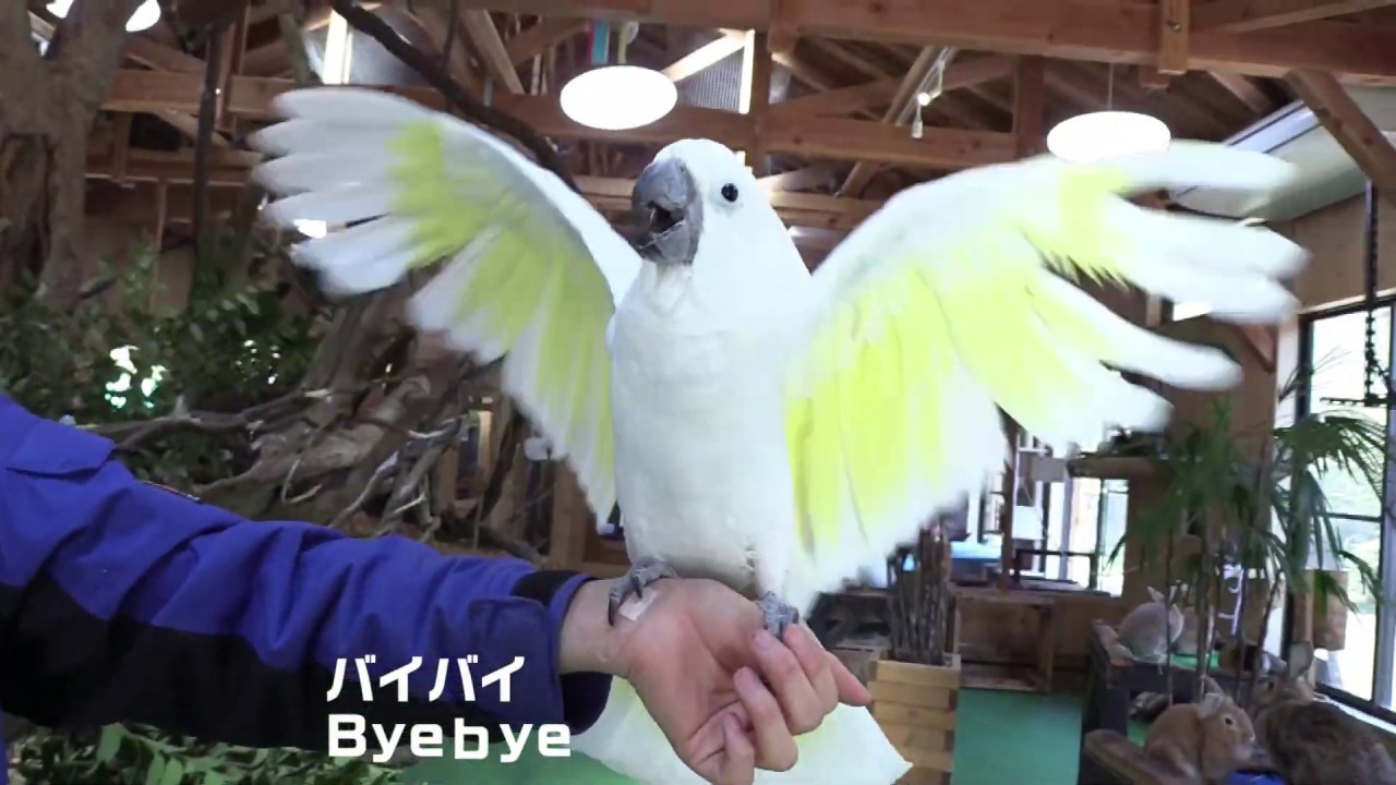 Dai-chan cockatoo - YouTube