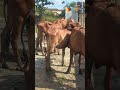 Xã Thăng Bình trao 28 con bò cái giống cho hộ nghèo chăn nuôi