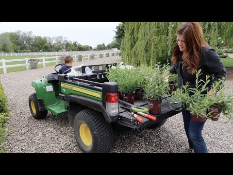 Planting Perennial Gaura & Shaping Boxwoods! 🌸✂️💚// Garden Answer