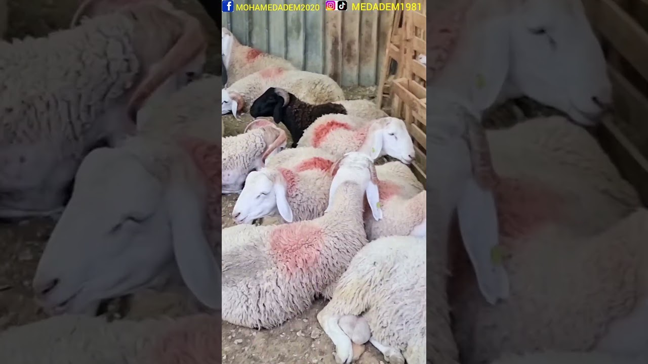 أسعار الكباش أو الخرفان في بن دالي علي بمدينة الأربعاء ولاية البليدة الجزائر 🇩🇿