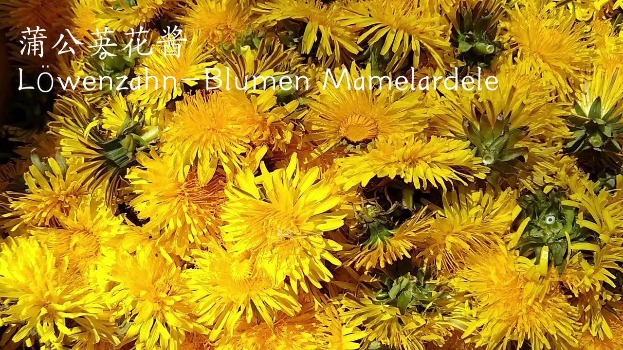 锐眼看世界 蒲公英花酱 Lowenzahn Blumen Mamelardele Youtube
