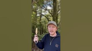 How to use DJ Deer Calls