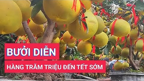 Bưởi diễn trăm triệu vào TP. HCM đón Tết sớm