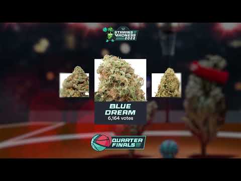 Quarter Finals: 8 Strains Remain | Strains Madness 2022