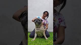 Cepilla a tu pug🐶 #dogs #pug #shorts #cepillado