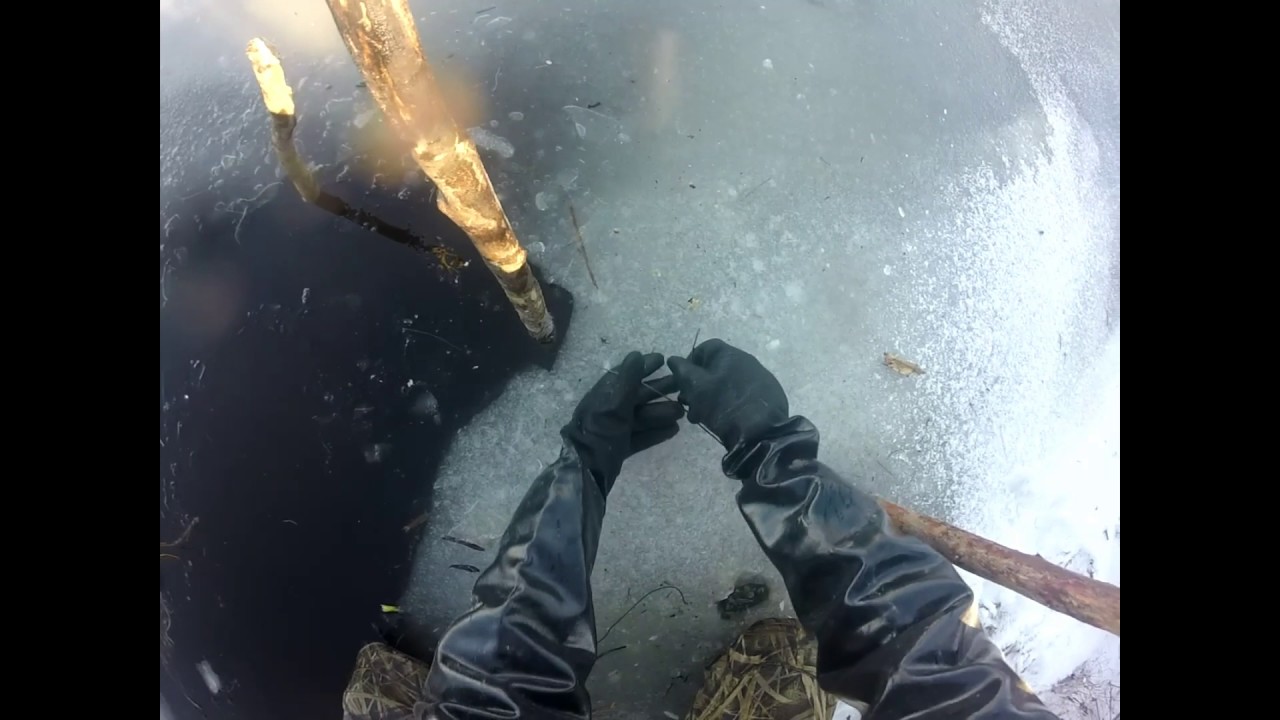 Beaver trapping under ice YouTube