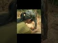 Hand-Dug Earth Home! 🏡 Hidden Underground Bushcraft Shelter ⛏️
