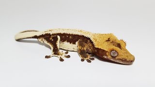 Lilly White 100% Het Phantom Crested Gecko