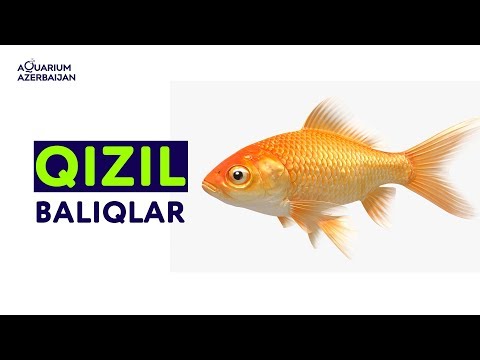 Qızıl balıq Золотая рыбка gold fish