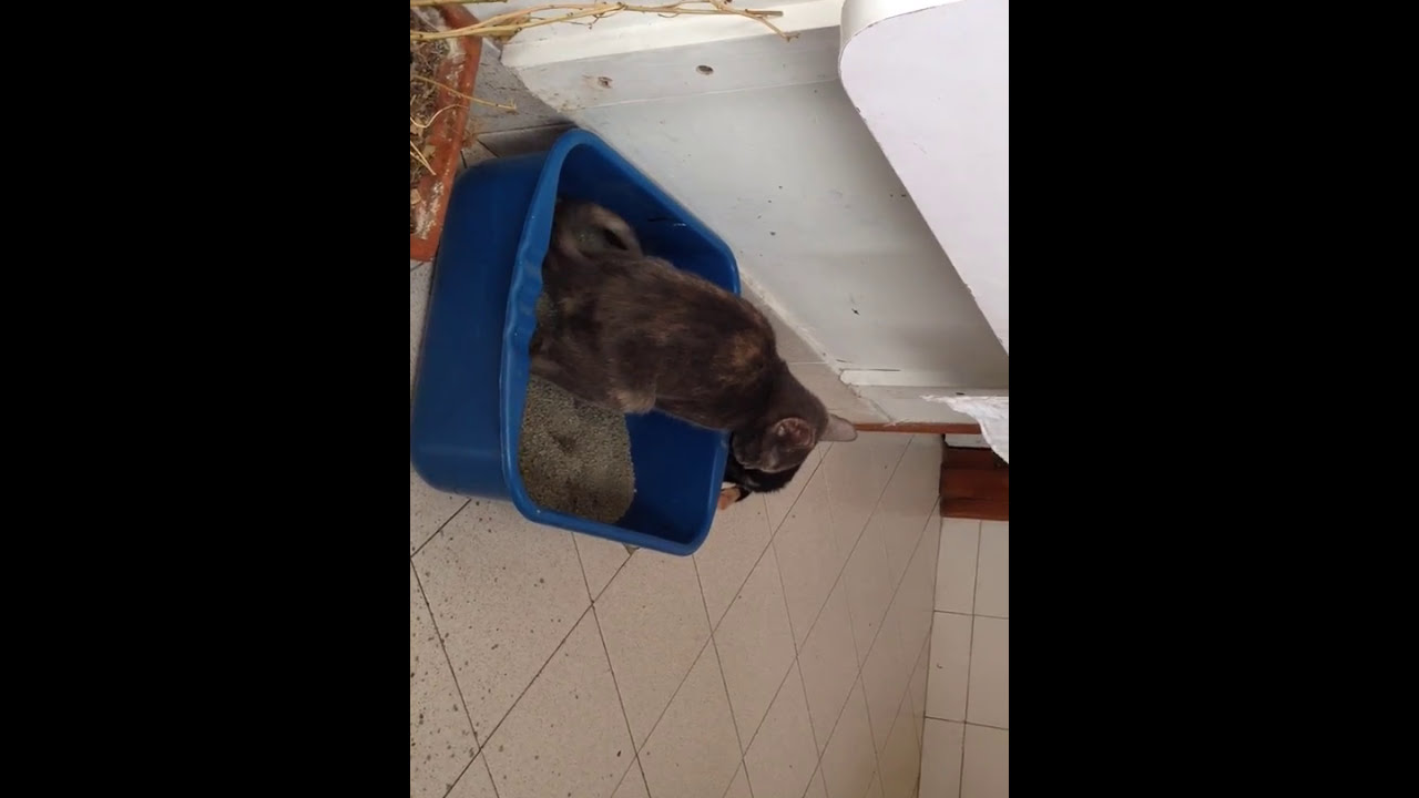 En la caja de Arena - YouTube