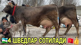 СУТДОР ШВЕД 25 л 4 БОШ ШВЕДЛАР СОТИЛАДИ САВАЙИСКИ БИШКЕК ПАРОДА SHIVED SIGIRLAR NARXI 8 февраля 2026