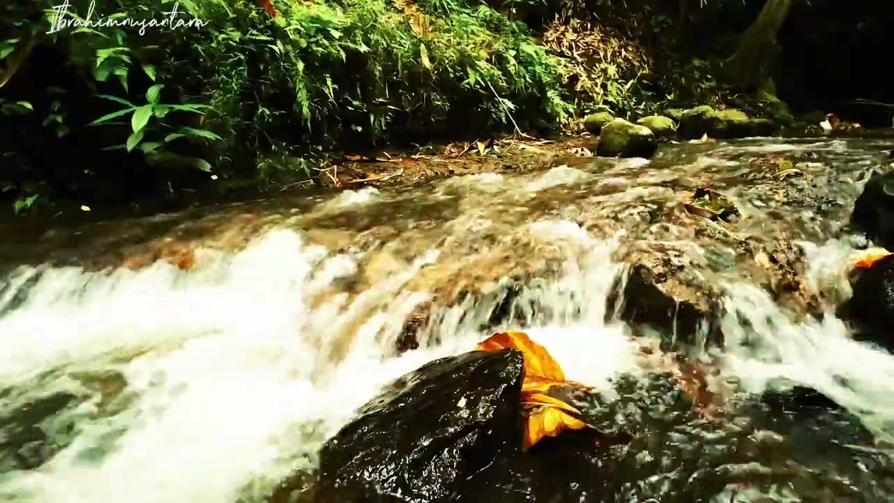 Enjoy a good night's sleep by listening to the sound of the river flowing, birds chirping, ASMR 