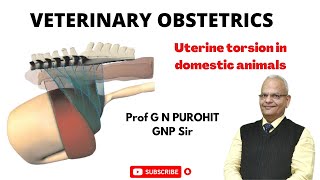 Uterine torsion in domestic animals I Veterinary Obstetrics I GNP Sir I VGO Unit 2 I Torsion buffalo