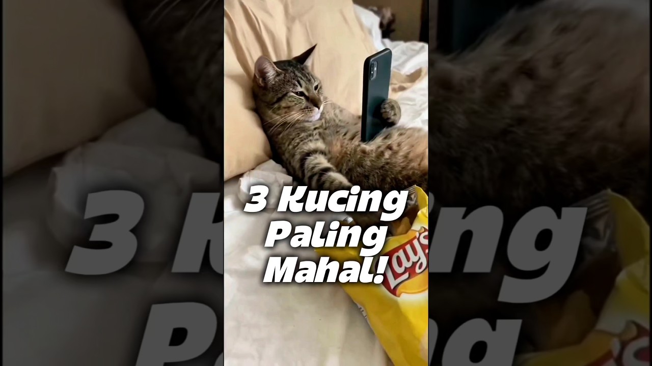 Ini Dia 3 Kucing Paling Mahal Di Dunia