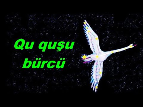 Video: Qu Quşu Hansı Quşlara Aiddir?