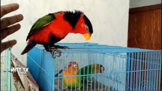 Burung Nuri Kepala Hitam Ribut Dengan Burung Love Bird - Paruh Kuning - Burung Nuri Lucu