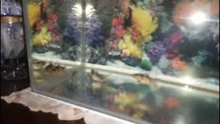 ikan nya berlari sangat cepat dan ikan nya banyak sekali