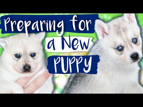 Video: Daftar Periksa Anak Anjing Baru: Semua yang Anda Butuhkan Saat Mendapatkan Anak Anjing