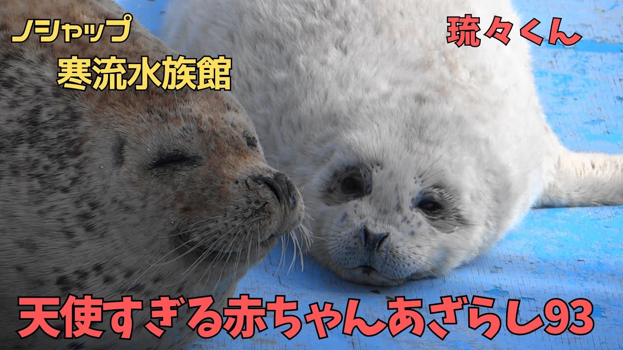 天使すぎる赤ちゃんあざらし93 琉々 / Baby seal that is too