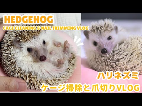 ハリネズミのケージ掃除と爪切りVlog
