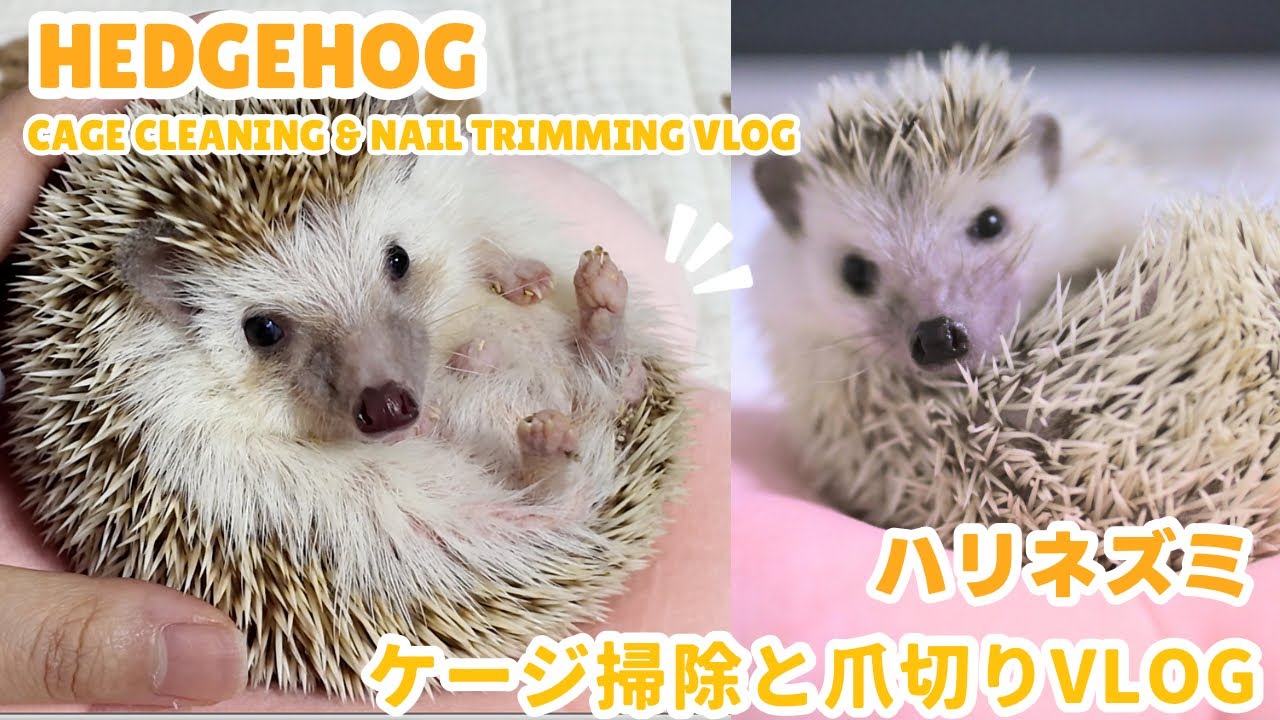 ハリネズミのケージ掃除と爪切りVlog