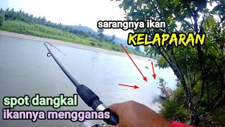 Di luar Dugaan Mancing Di Spot Dangkal Ikannya Ganas-Ganas || #mancingmania