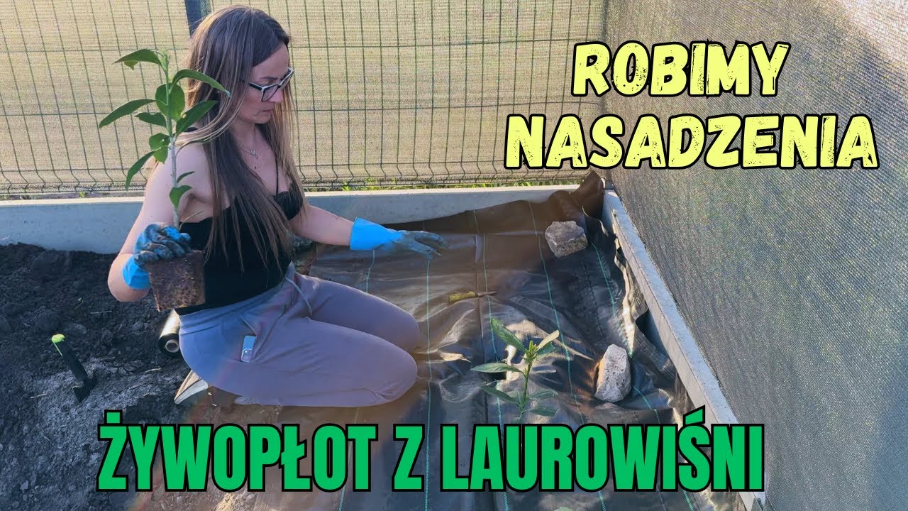 NASADZENIA PRZED BUDOWĄ?? SADZIMY LAUROWIŚNIE NA ŻYWOPŁOT