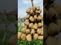 Sound of the Void! 🌌🥁 Pangi Black Seed Rattle ASMR SYL10007 #shorts