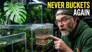 Breeder Box Restart | Keeping Shrimp Safe & Healthy