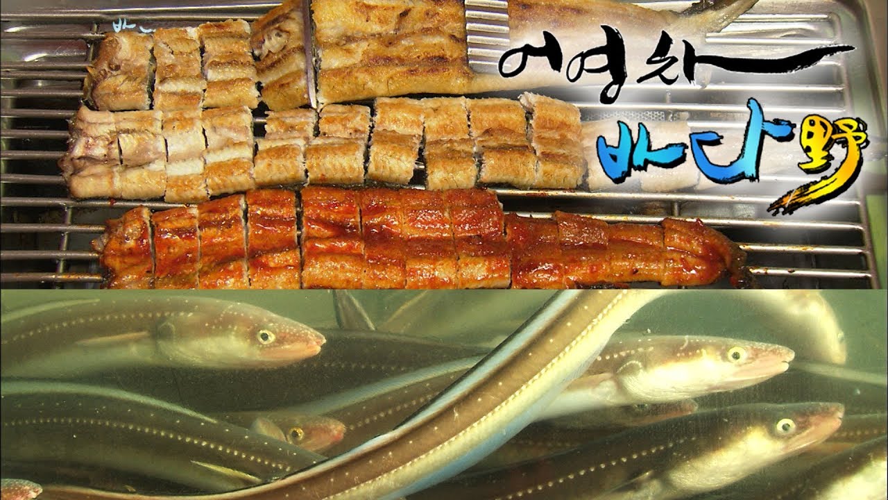 #장어에 대한 모든 지식_ 요즘은 잡히지도 않는 실뱀장어부터 민물장어까지 세상의 모든 장어 이야기. [어영차바다야] - YouTube