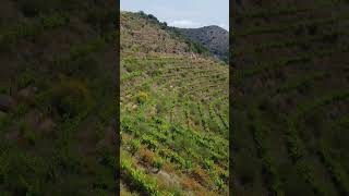 Following the Lines of the Vineyard | Early Summer in Catalonia