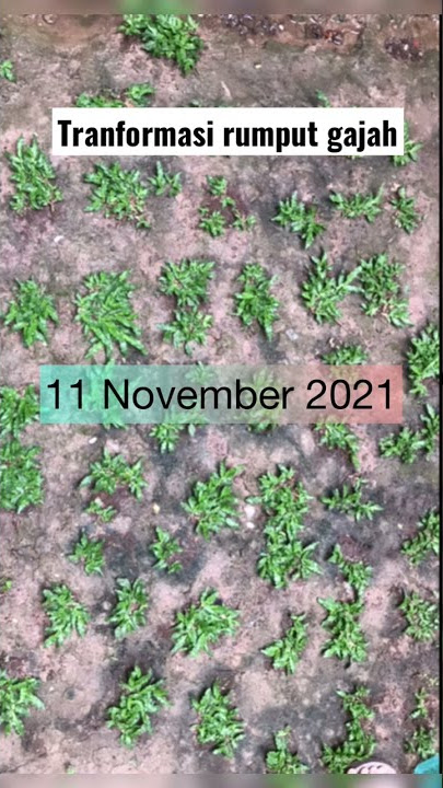 Transformasi rumput gajah