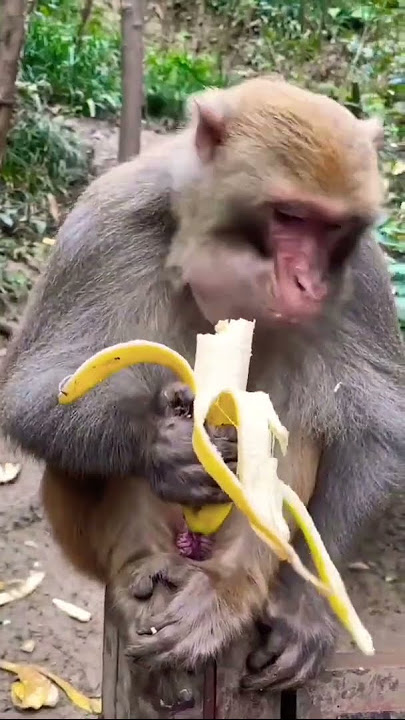 monkey eating banana 🍌🍌। monkey eating fruits video। #viral #monkey #video #subscribe