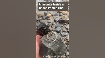 Fossil Hunter Finds Ammonite In Beach Pebble #fossil #fossils #fossilhunting #jurassic #shorts