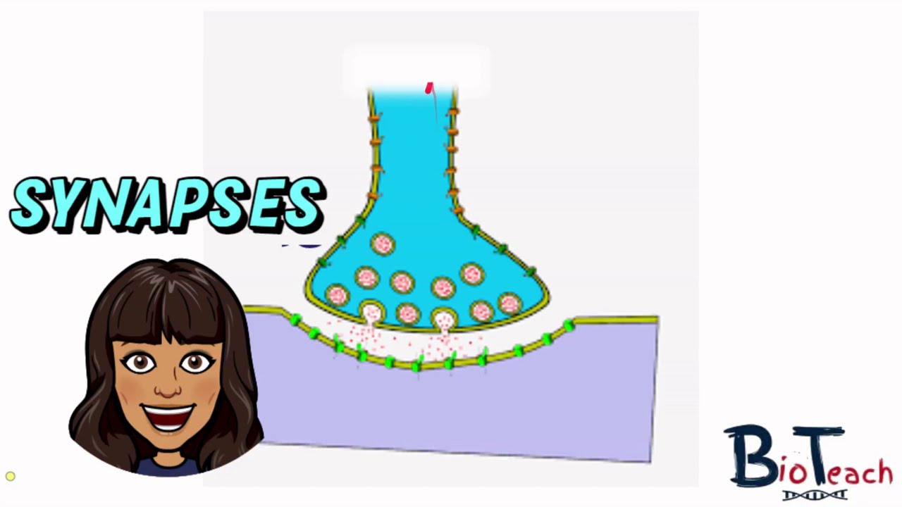 Chemical Synapses - A level and BTEC Applied Science: BioTeach