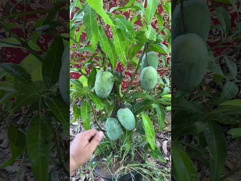 how to grow mango tree from cutting with aloe #garden #youtubeshorts #viral #shorts