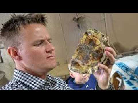 What's inside a Turtle Shell?