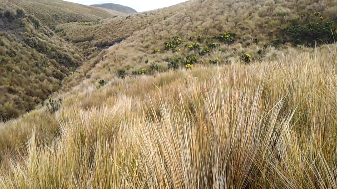 A curious Andean Fox - Lobo andino (Zorro culpeo) - Lycalopex culpaeus; Chimborazo, Ecuador